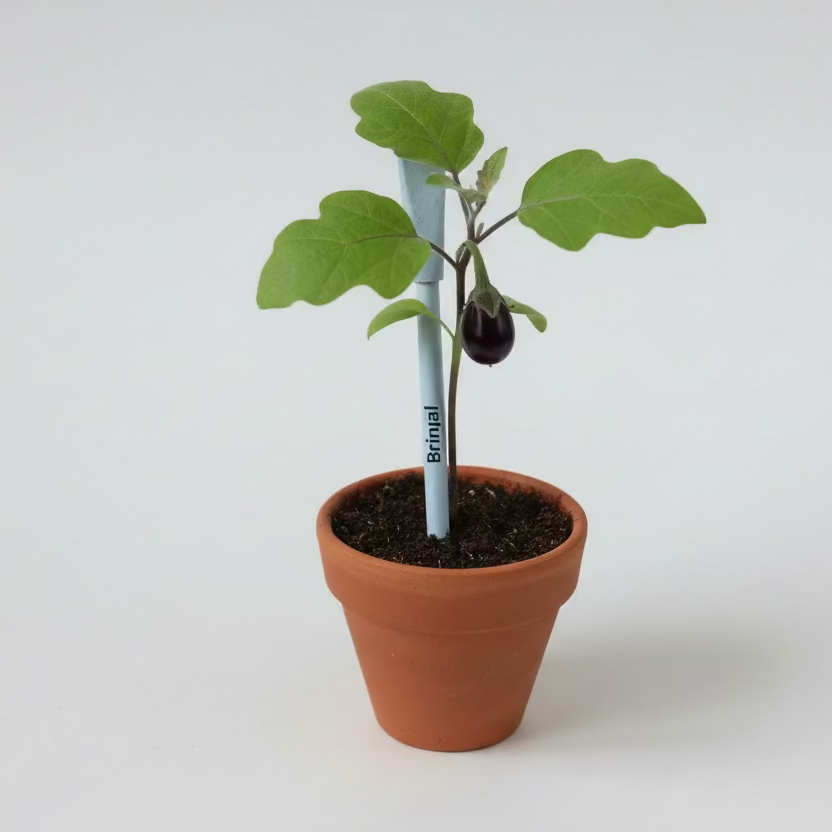 Plantable Seed pens